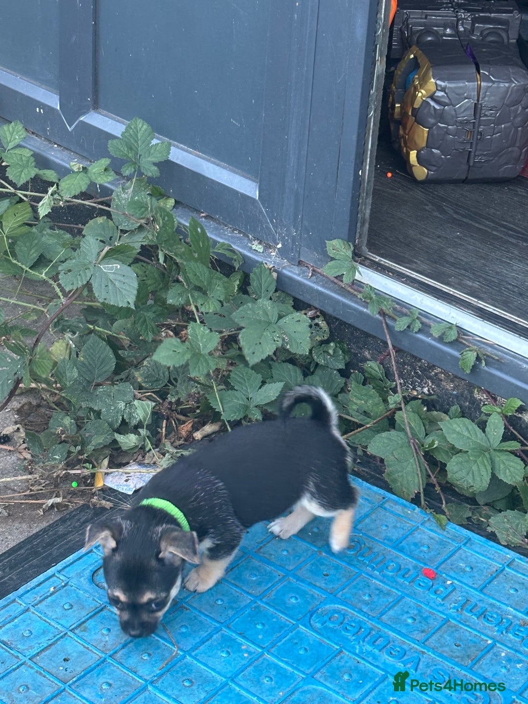 Pomchi dogs for sale: Pomchi puppies - Image 3