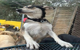 Mixed Breed dogs for adoption: Travis - Norwich Norfolk  - Image 12