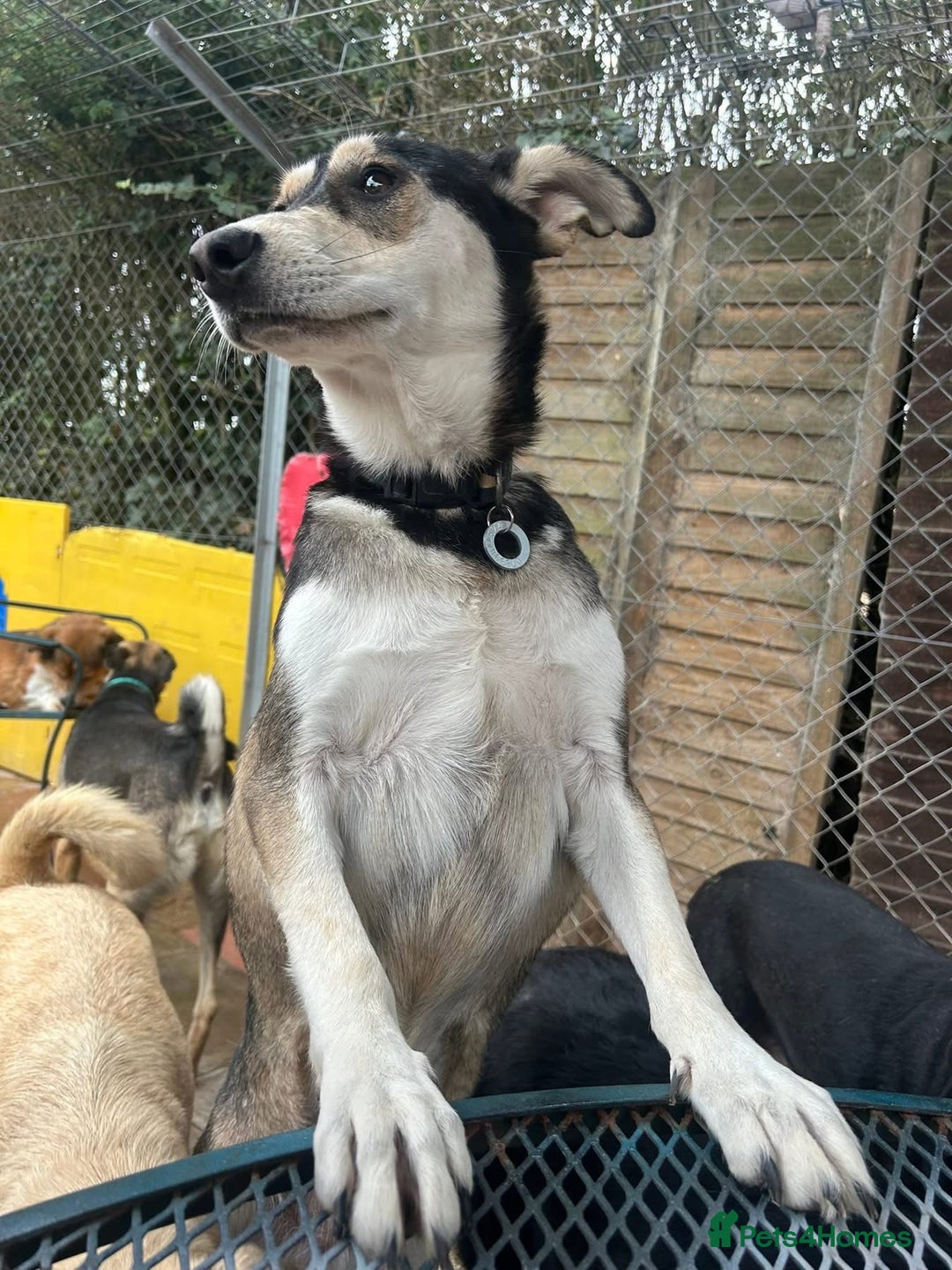 Mixed Breed dogs for adoption: Travis - Norwich Norfolk  - Image 12