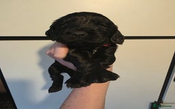 Cocker Spaniel dogs for sale: 🩷🐶 Beautiful Cocker Spaniel Puppies 🐶 🩷 - Image 9