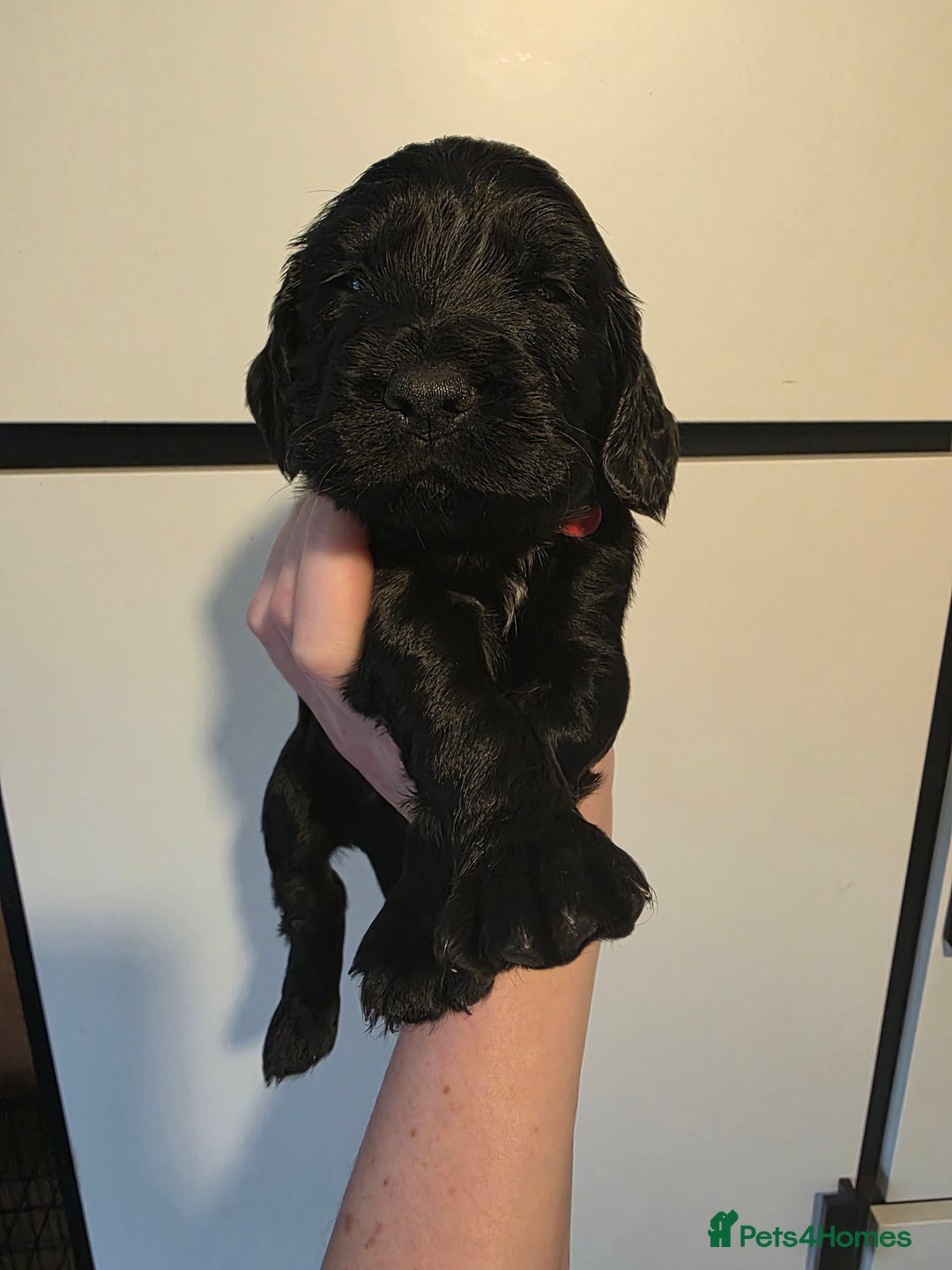 Cocker Spaniel dogs for sale: 🩷🐶 Beautiful Cocker Spaniel Puppies 🐶 🩷 - Image 9