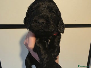 Cocker Spaniel dogs - Advert 26