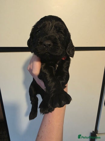 Cocker Spaniel dogs - Advert 1