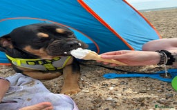 Mixed Breed dogs for sale: Lokii - Advert 4