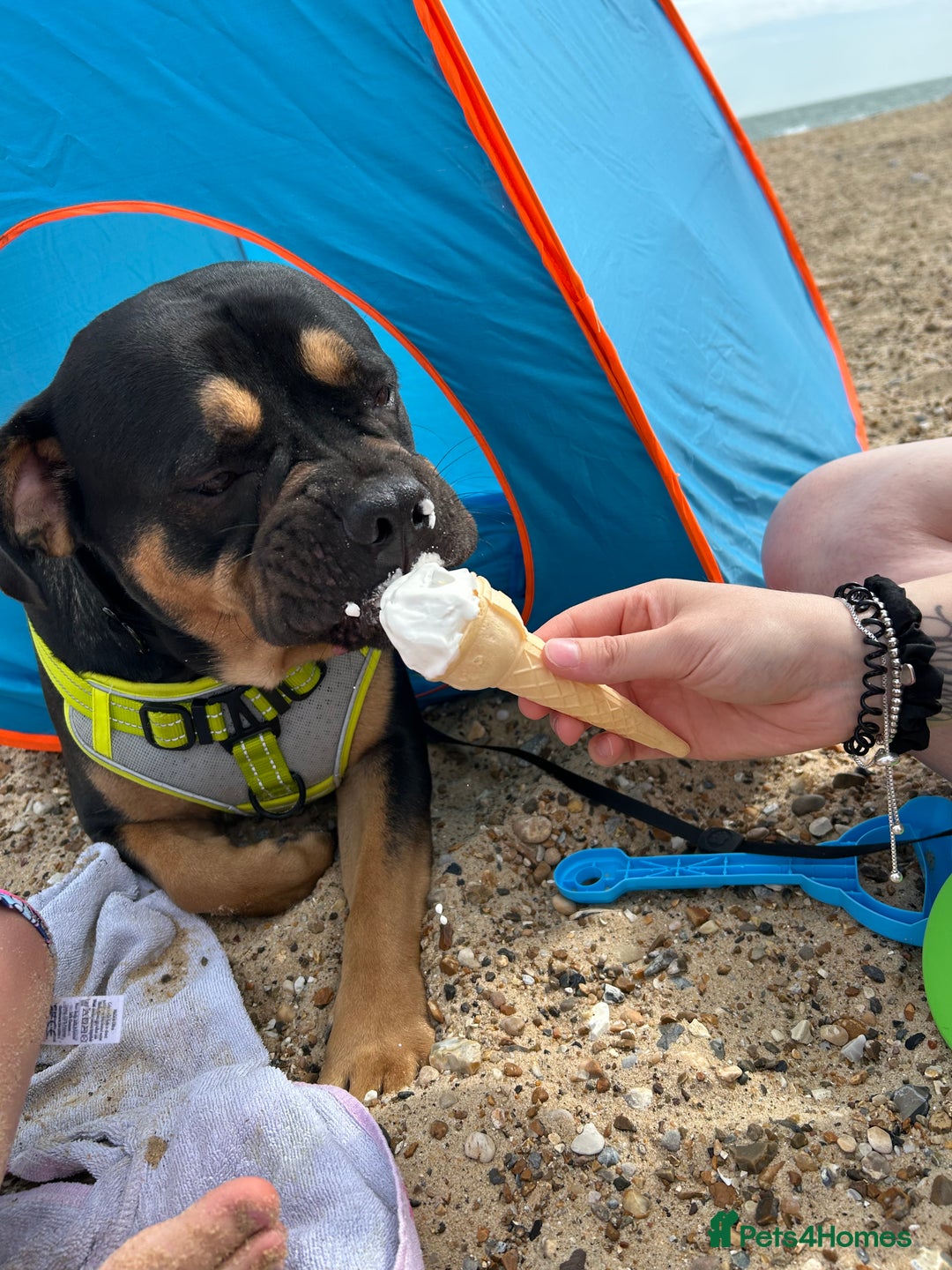 Mixed Breed dogs for sale: Lokii - Advert 4