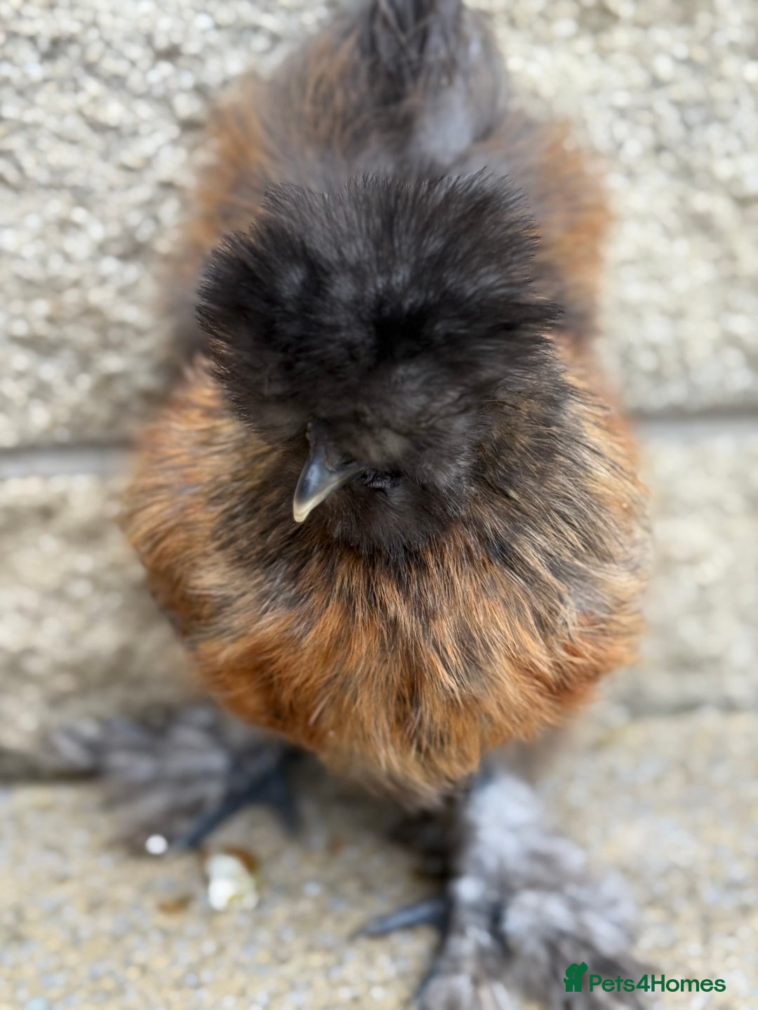 Chickens poultry for sale: Silkie Bantams - Image 13