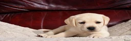 Labrador Retriever dogs for sale: KC REG HEALTH TESTED LABRADOR PUPPYS QUALITY LINES - Advert 18