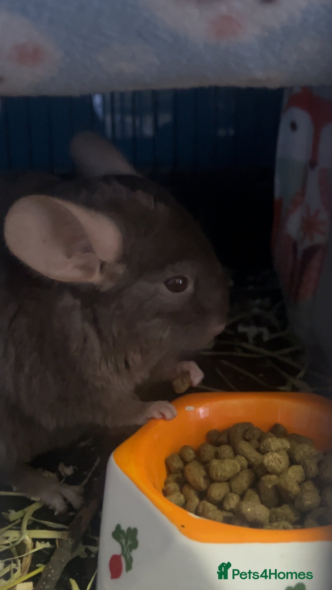Chinchilla rodents for sale: Female young chinchilla - Advert 2