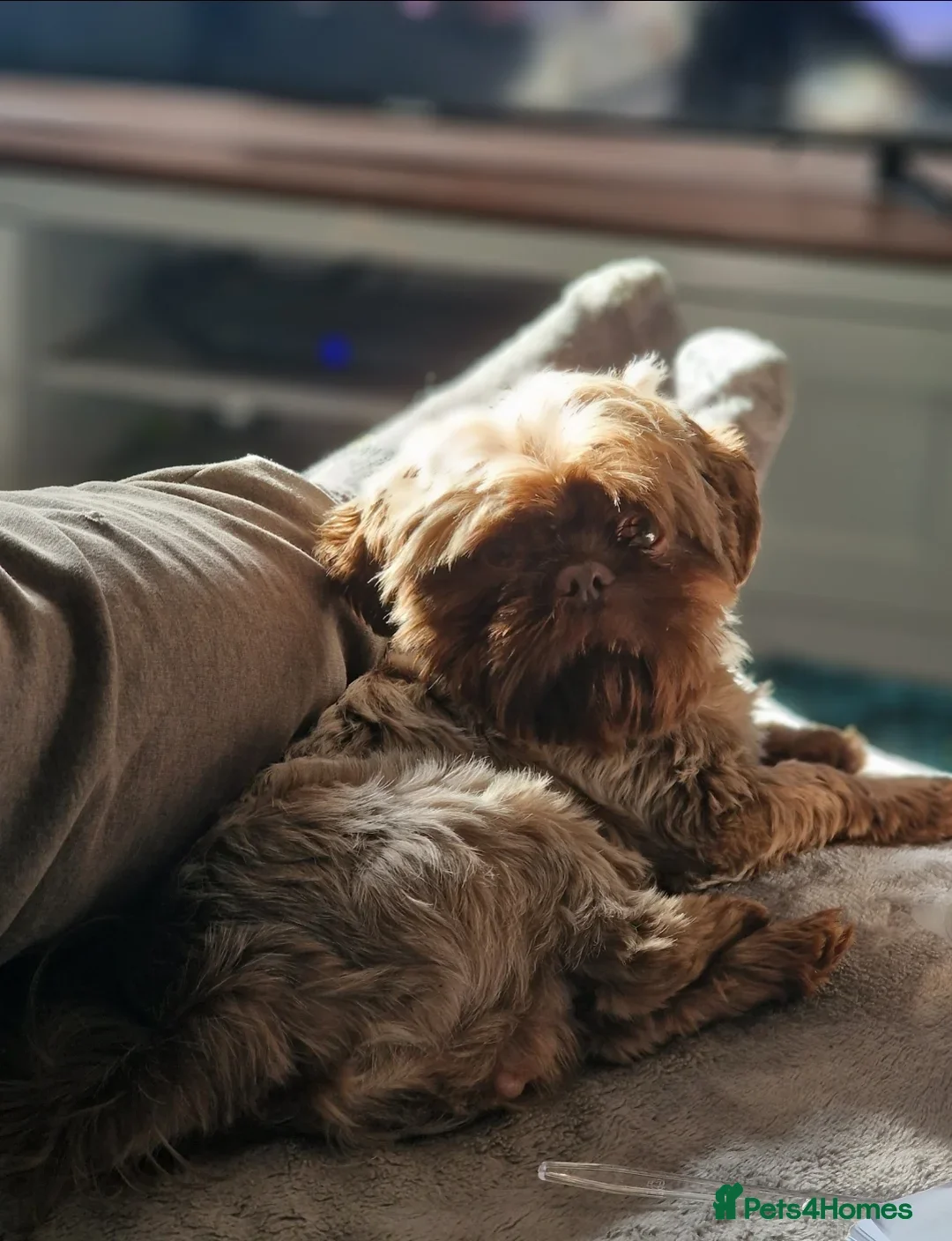 Shih Tzu dogs for sale: Fostered Shih Tzu - Image 3