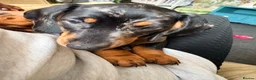 Dachshund dogs for sale: Dachund dapple boy - Advert 4