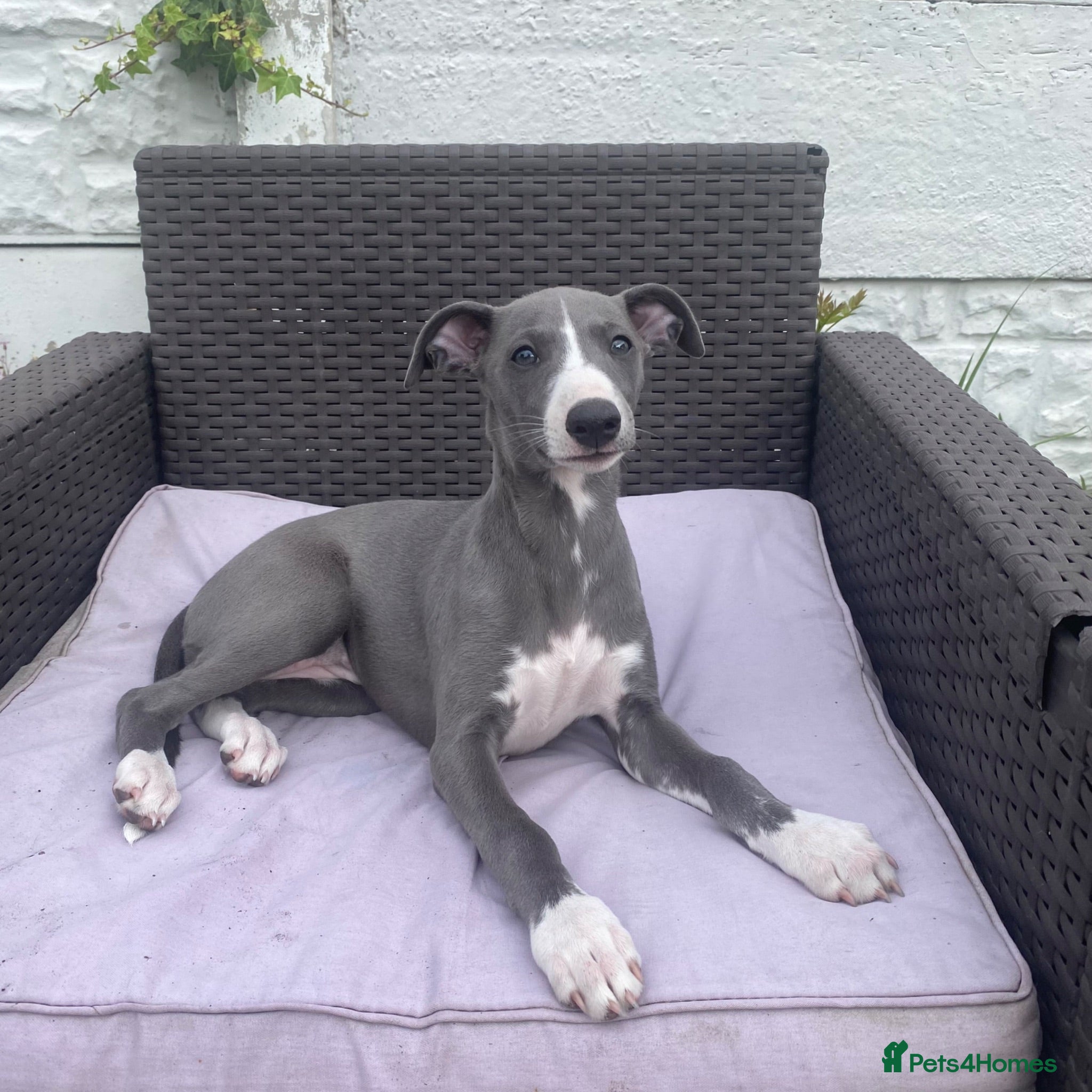 Whippet dogs STUNNING  RKC LITTER  - Advert 1