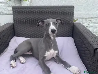 Whippet dogs STUNNING RKC LITTER - Advert 1