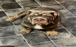 English Bulldog dogs for sale: English bulldog for sale   - Advert 2