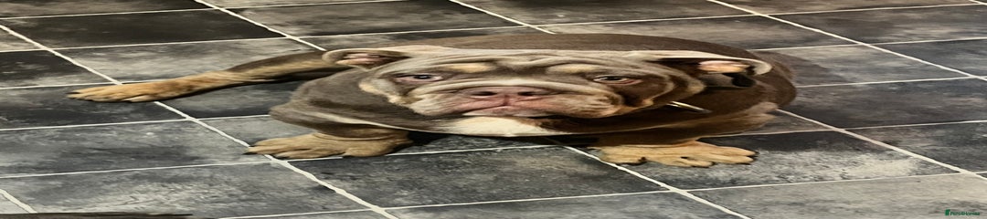 English Bulldog Puppy 1