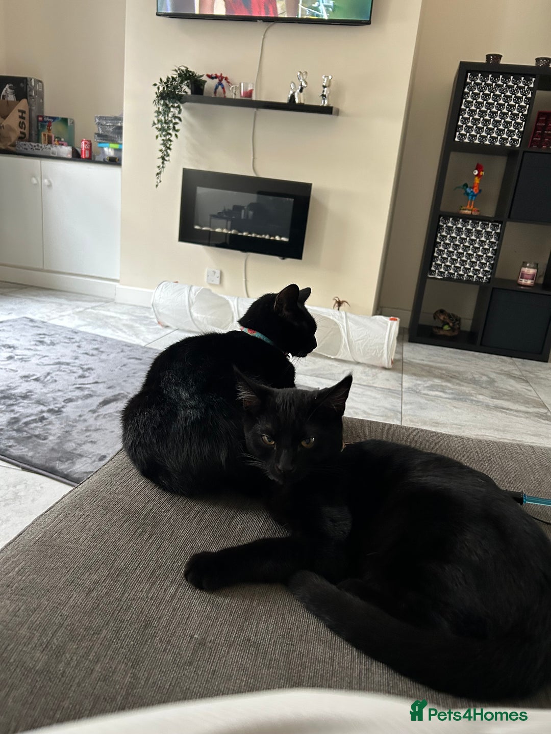 Bombay cats for sale: loki- 7 month old bombay  - Advert 6