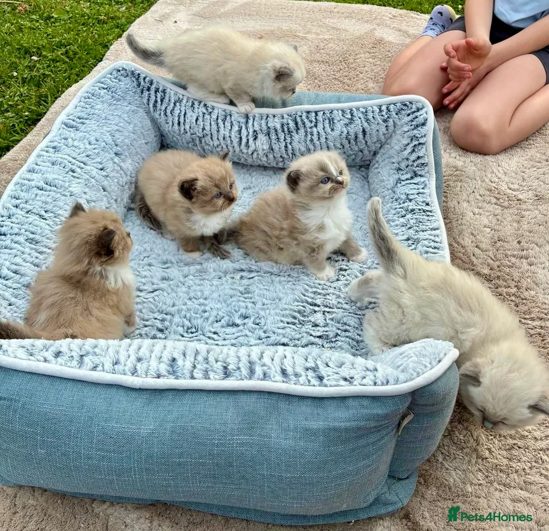 Ragdoll cats for sale: Stunning ragdoll kittens in Leyland - Advert 2