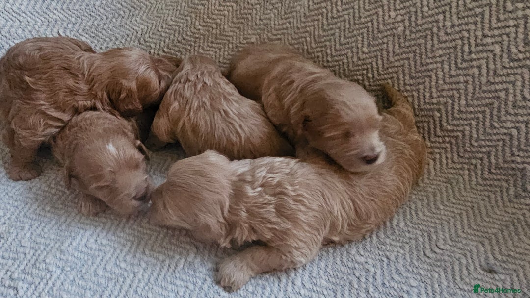 Maltipoo dogs for sale: Beautiful puppies  - Advert 1