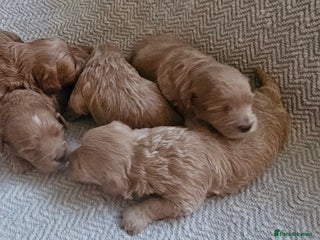 Maltipoo dogs Beautiful puppies - Advert 1