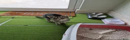Mixed Breed cats for sale: Tabby Cats 4 Sale in Barking - Advert 20