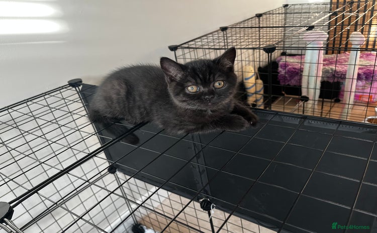 British Shorthair cats - Advert 1