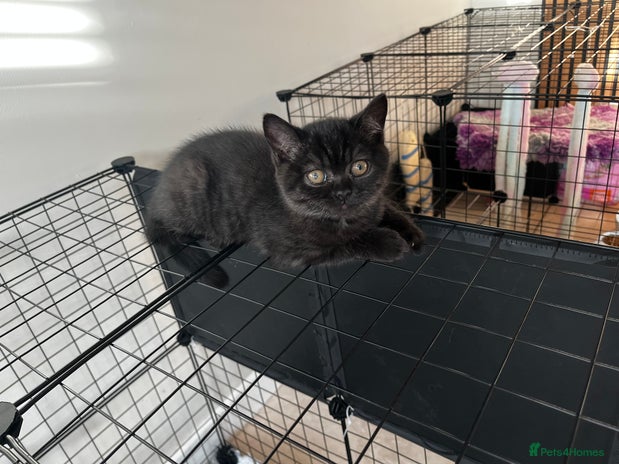 British Shorthair cats - Advert 1