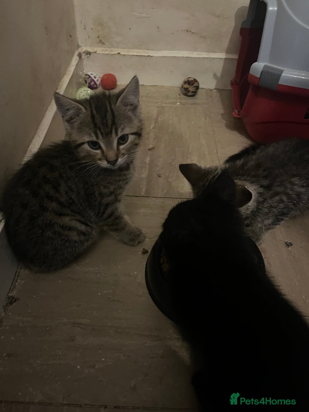 Domestic Shorthair cats for sale: Tabby kitten - Image 4