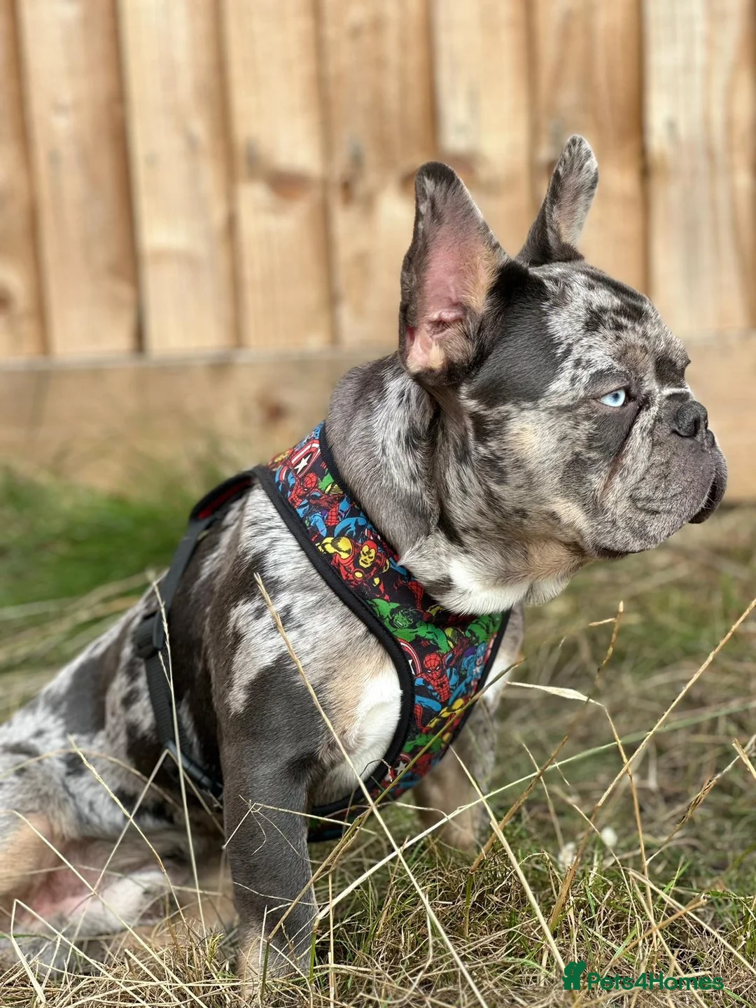 French Bulldog dogs for stud: NERO Premium French Bulldog Stud DNA Health Tested in Ipswich - Advert 2
