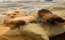 Jackapoo dogs for sale: Jackapoo puppies for sale  - Image 3