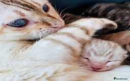 Bengal cats for sale: TICA Reg Bengal Kittens - Browns, Lynx & Mink - Image 14