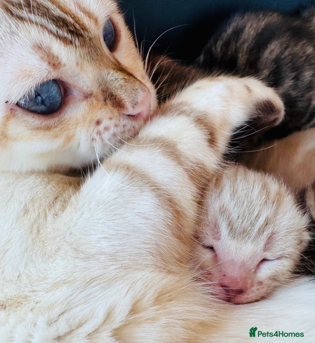Bengal cats for sale: TICA Reg Bengal Kittens - Browns, Lynx & Mink - Image 14