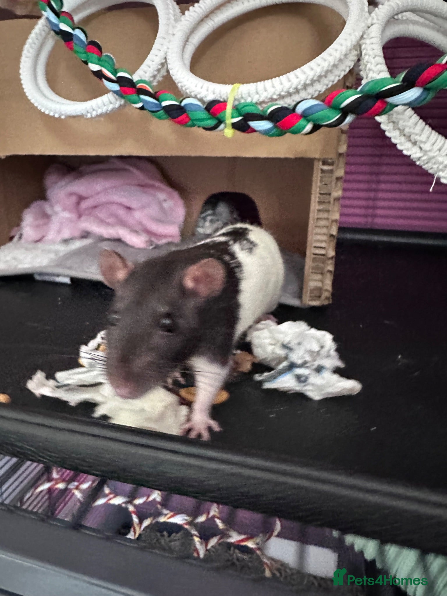 Rat rodents 2 Female Hooded Rats with Critter Nation Cage - Advert 6
