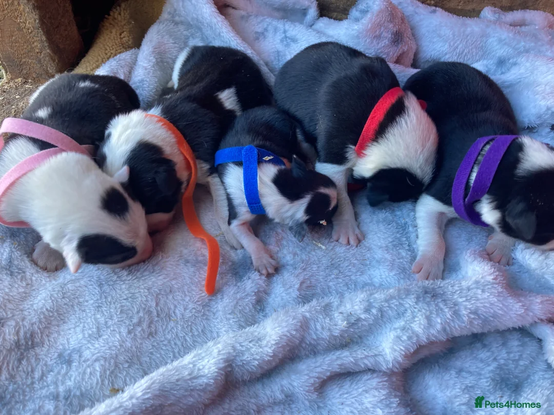 Border Collie dogs for sale: ☀️Stunning Border Collie Puppies☀️ - Advert 2