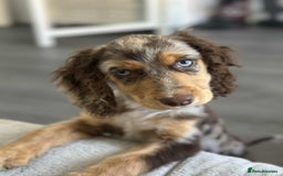 Cocker Spaniel dogs for sale: Cocker spaniel puppy  - Image 6