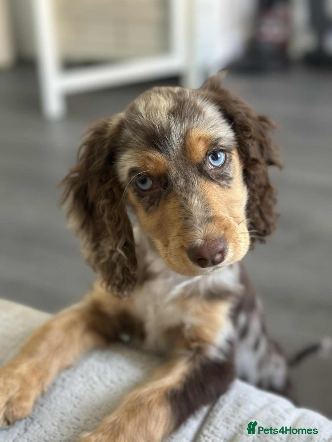 Cocker Spaniel dogs for sale: Cocker spaniel puppy  - Image 6