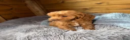 Cockapoo dogs for sale: Ready now we have fox red and apricot cockapoos F1 in Stourport-on-Severn - Advert 11