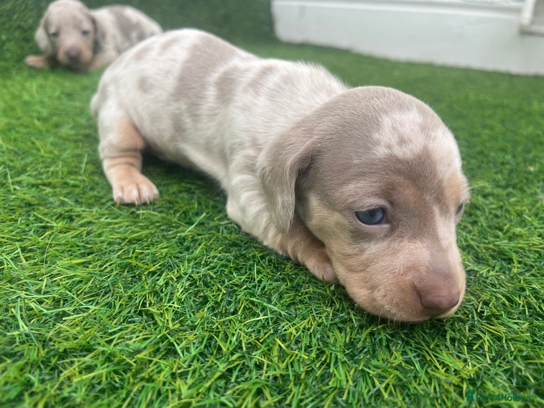 Miniature Dachshund dogs for sale: STUNNING KC REG MINIATURE DAPPLE DACHSHUNDS  - Image 5