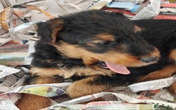 Airedale Terrier dogs for sale: Superb Airedale Terrier puppies Champion parents - Image 26