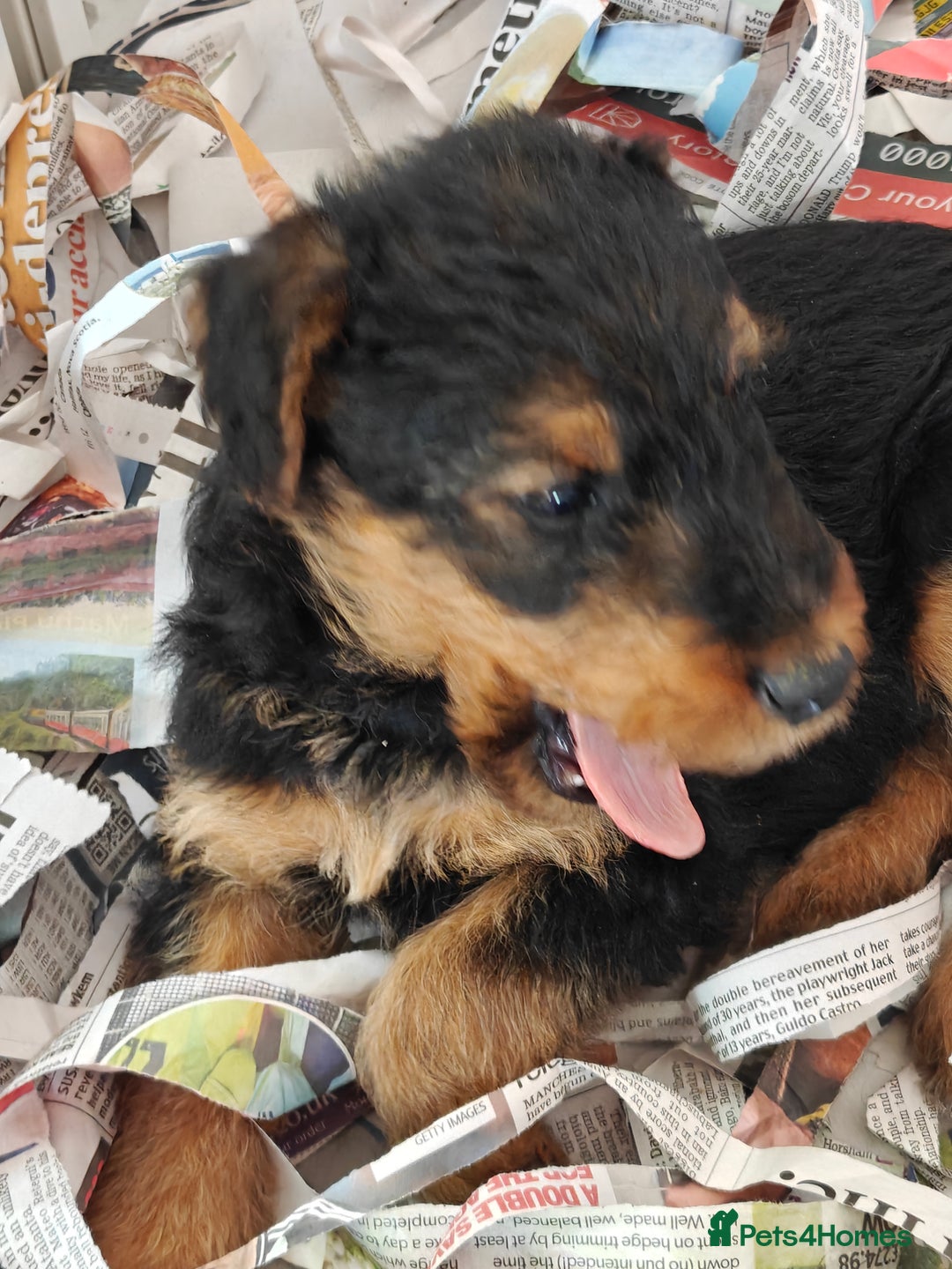 Airedale Terrier dogs for sale: Superb Airedale Terrier puppies Champion parents - Image 26