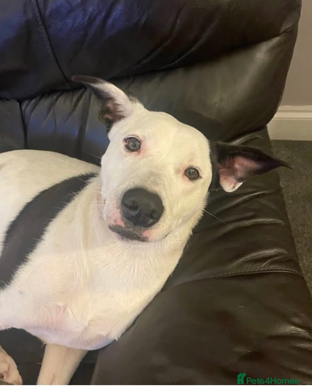 Mixed Breed dogs Lovely Lola needs a new home - Advert 1