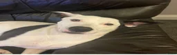 Mixed Breed dogs for adoption: Lovely Lola needs a new home - Advert 1