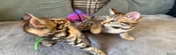 Bengal cats for sale: ✨ Beautiful Bengal Kittens✨ - Advert 11