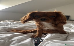 Cavalier King Charles Spaniel dogs for sale: Cavalier King Charles spaniel  - Image 11