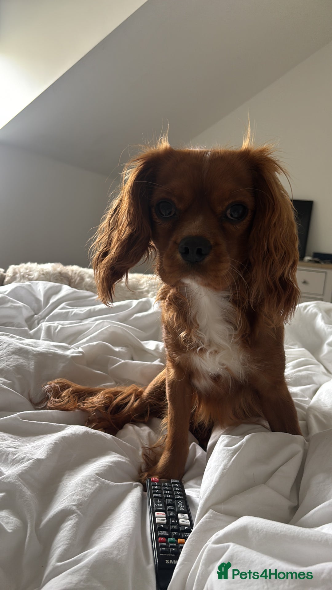 Cavalier King Charles Spaniel dogs for sale: Cavalier King Charles spaniel  - Image 11