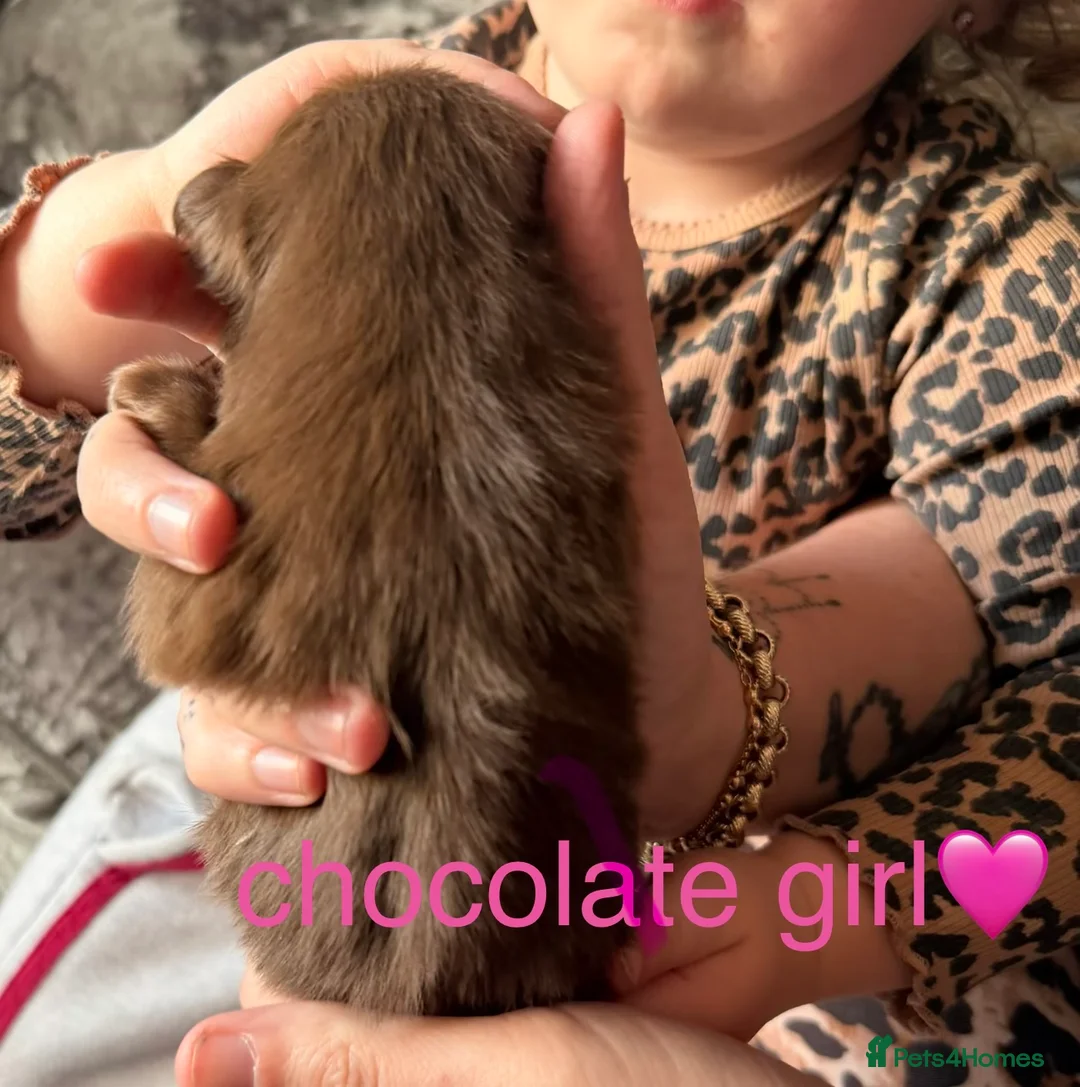 Pomeranian dogs for sale: 5 Pom Girls🩷 in Leek - Advert 11