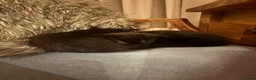 Mixed Breed cats for sale: Beautiful black playful Kittens - Advert 7