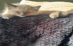 Ragdoll cats for sale: Ragdoll kittens blue mitted  - Image 2