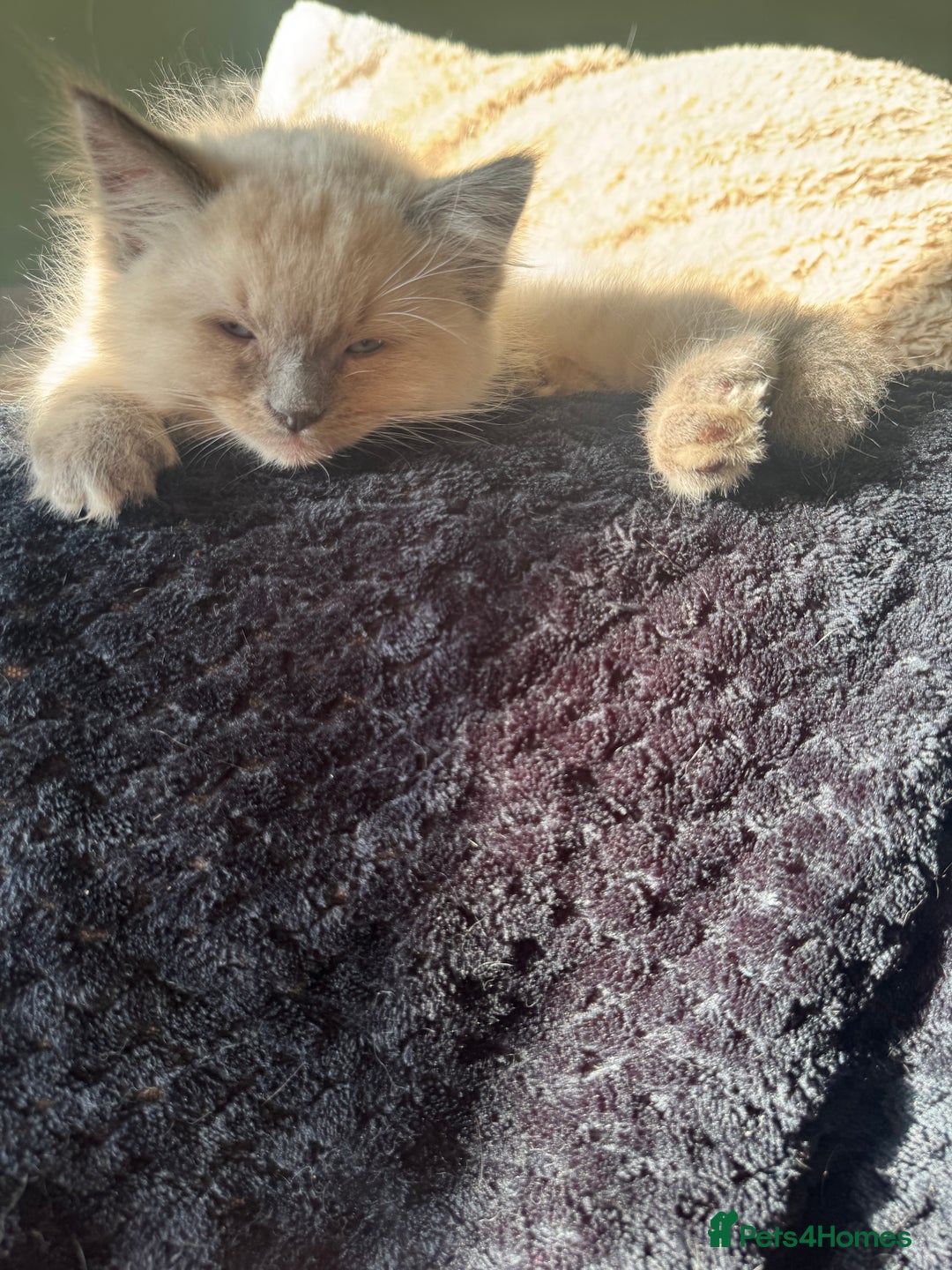 Ragdoll cats for sale: Ragdoll kittens blue mitted  - Image 2