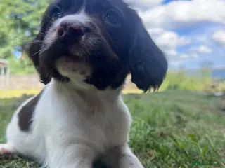 English Springer Spaniel dogs Gorgeous English Springer Spaniels - Advert 3