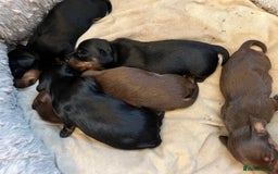 Miniature Dachshund dogs for sale: Adorable Mini Dachshunds  - Image 3