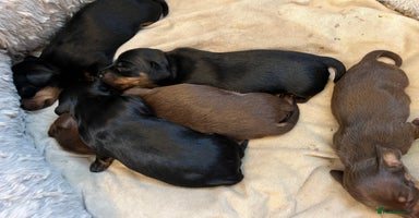 Miniature Dachshund dogs - Advert 15
